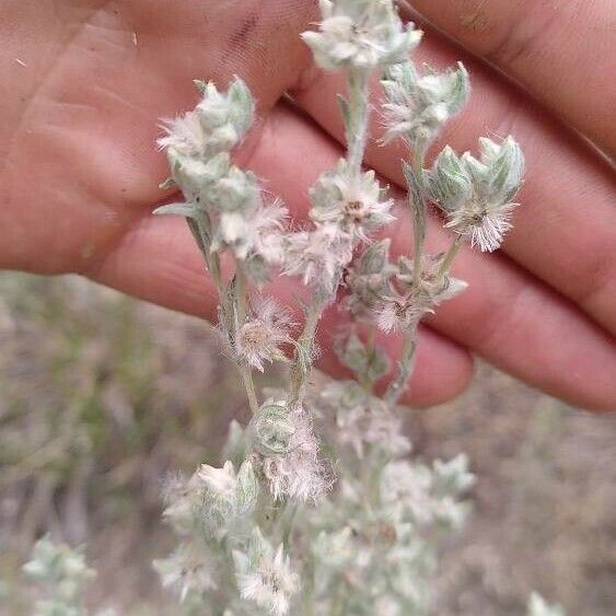 Filago arvensis Floare