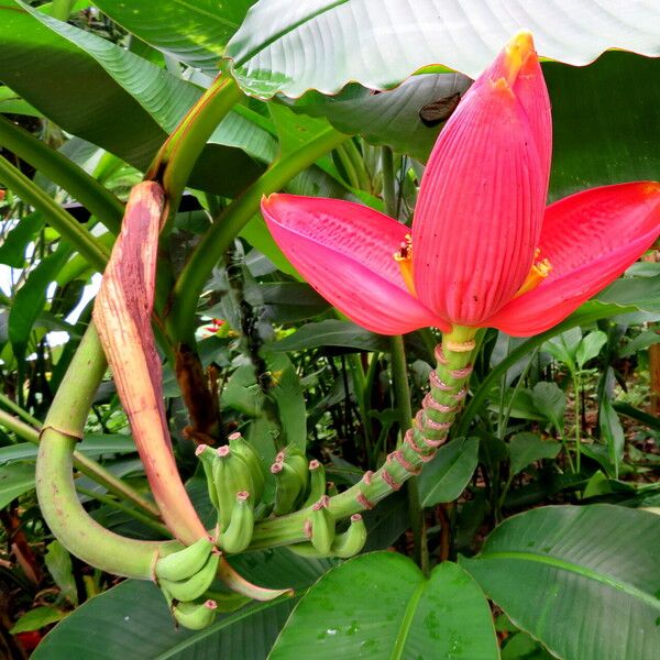 Musa ornata फूल