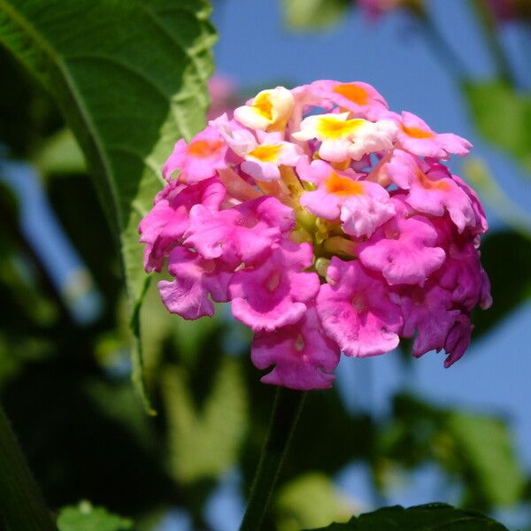 Lantana camara Blüte