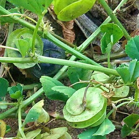 Medicago orbicularis Vaisius