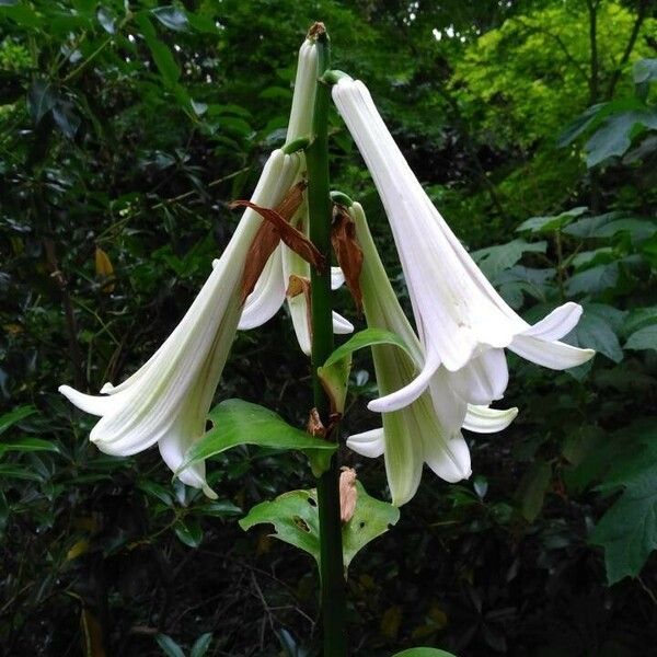 Cardiocrinum giganteum Цвят