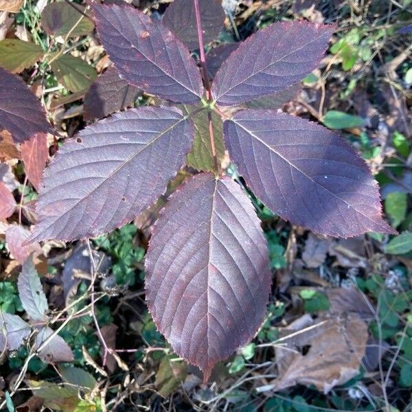 Rubus canadensis برگ