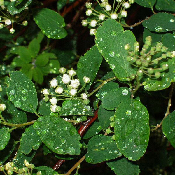 Spiraea trilobata Yaprak