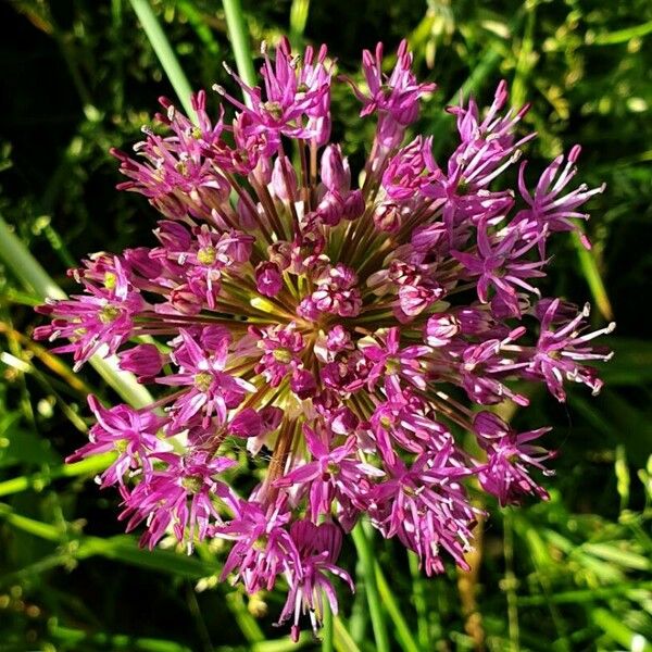 Allium giganteum 花