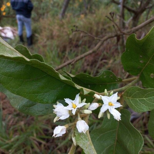 Solanum torvum Lorea