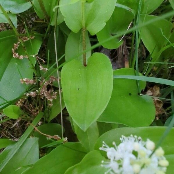 Maianthemum canadense Folla