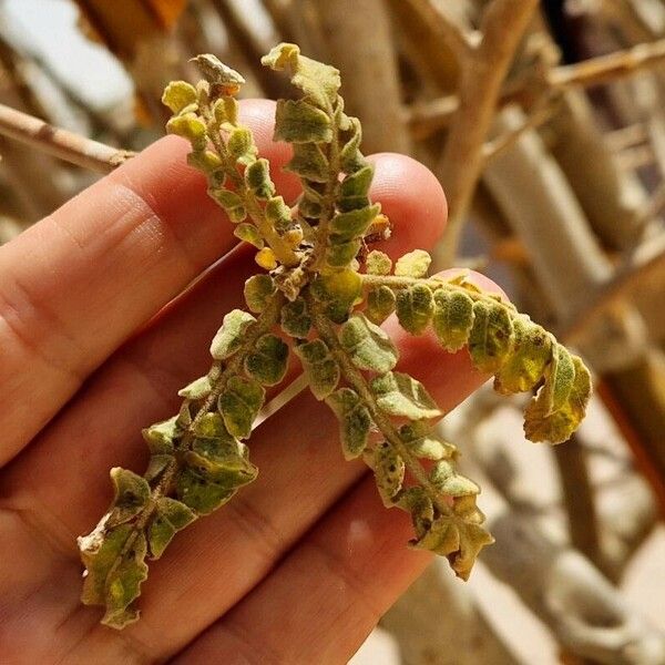 Boswellia sacra Leaf