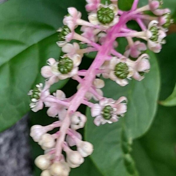 Phytolacca americana Fleur
