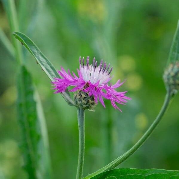 Centaurea napifolia Flower