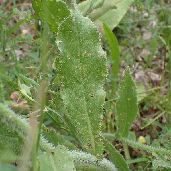 Anchusa azurea Levél