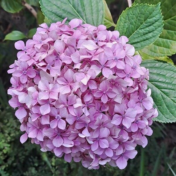 Hydrangea macrophylla Flor