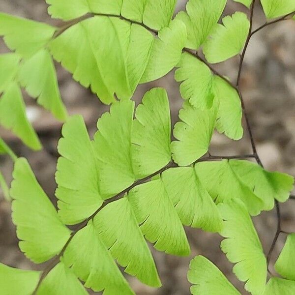 Adiantum pedatum Leht