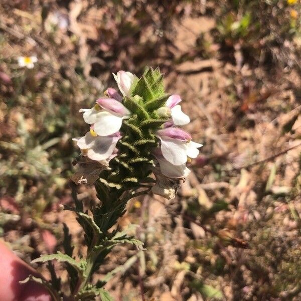 Bellardia trixago Flower