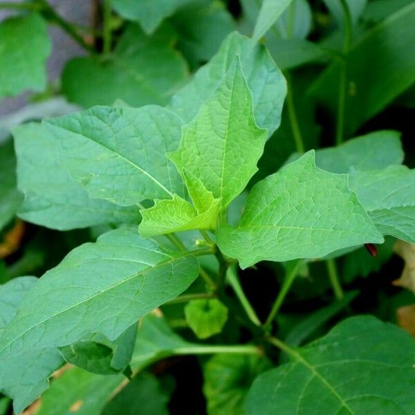 Physalis angulata 葉