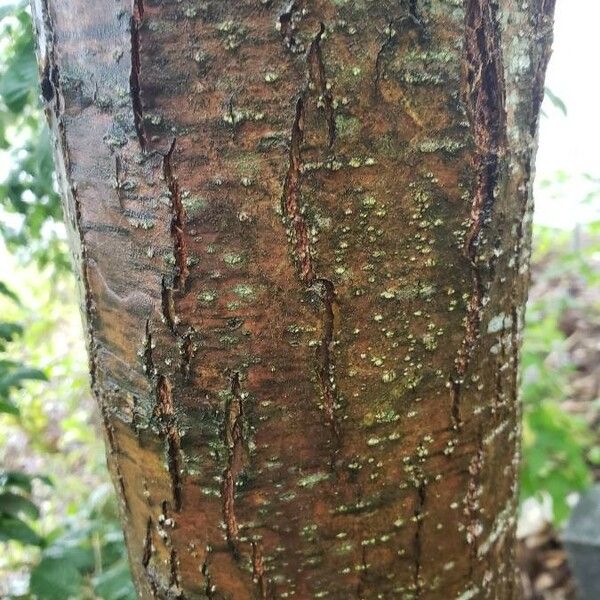 Castanea mollissima Bark