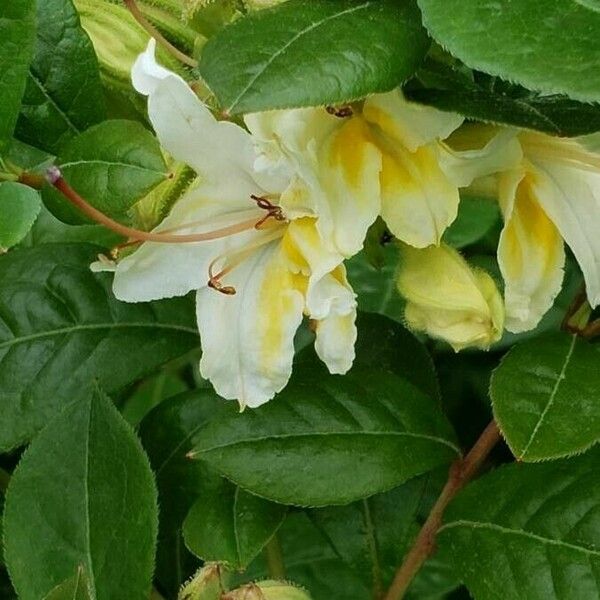 Rhododendron calendulaceum Flor