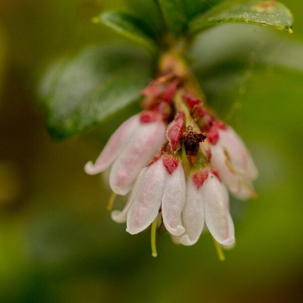 Vaccinium vitis-idaea Blüte