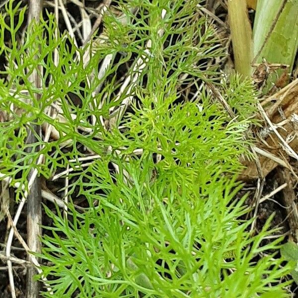 Foeniculum vulgare Leaf