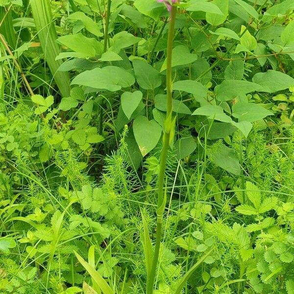 Gymnadenia conopsea Habit