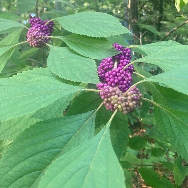 Callicarpa americana Fruto