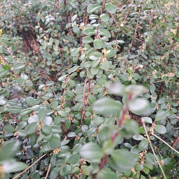 Myrsine africana Leaf