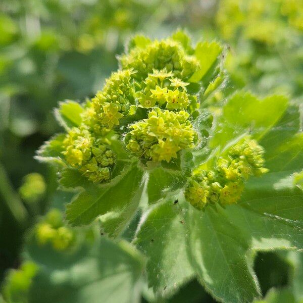 Alchemilla mollis 花