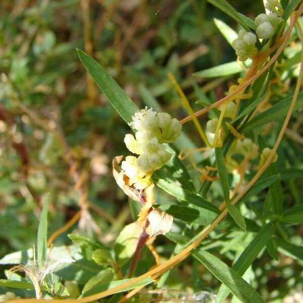 Cuscuta pentagona Blüte