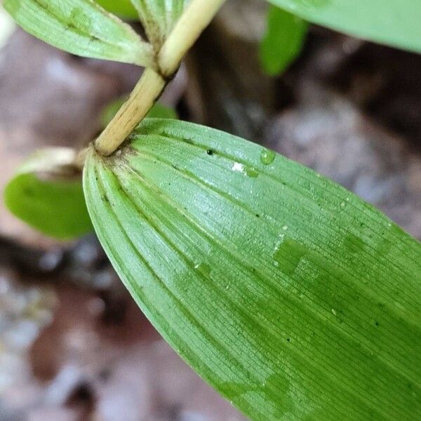 Cephalanthera longifolia Leaf