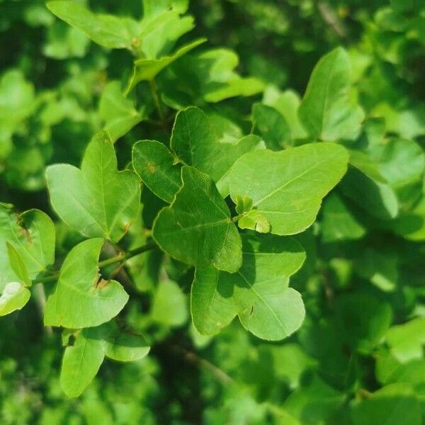 Acer sempervirens Blad