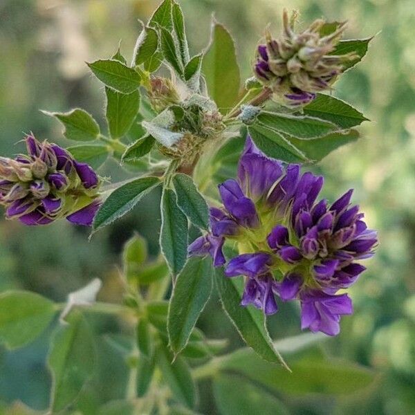 Medicago sativa Alia