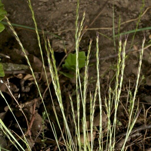 Festuca maritima Habit