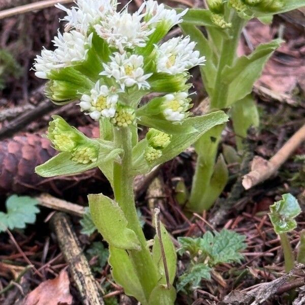 Petasites albus Квітка