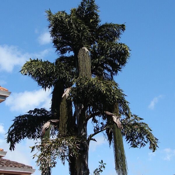 Caryota urens Hábito