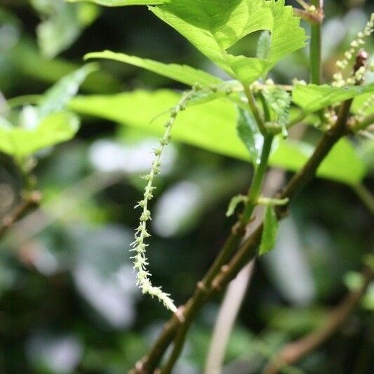 Boehmeria japonica Flower