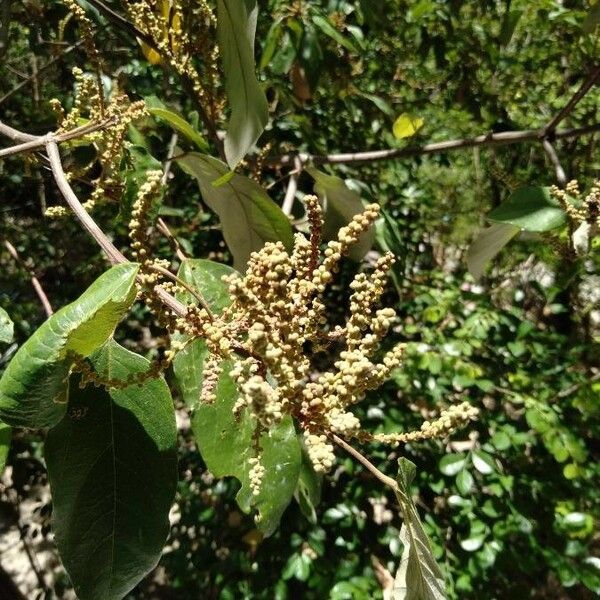 Heritiera littoralis Blomst