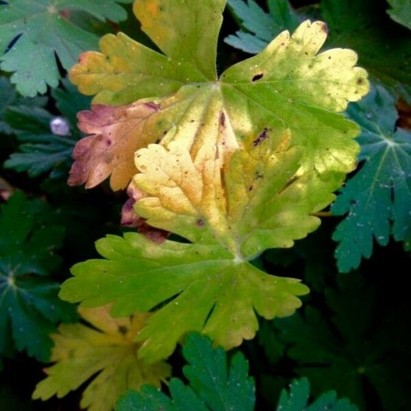 Geranium macrorrhizum Folio