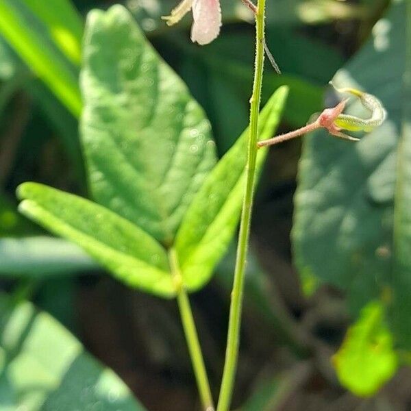 Desmodium affine Habit