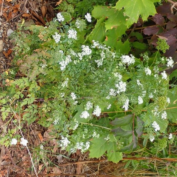 Aethusa cynapium Flor