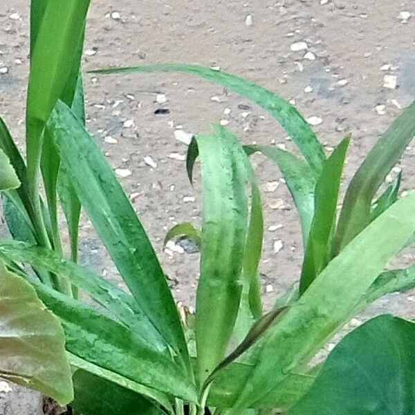 Cordyline stricta 葉