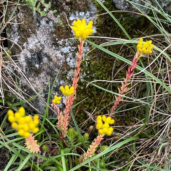 Petrosedum rupestre Cvet