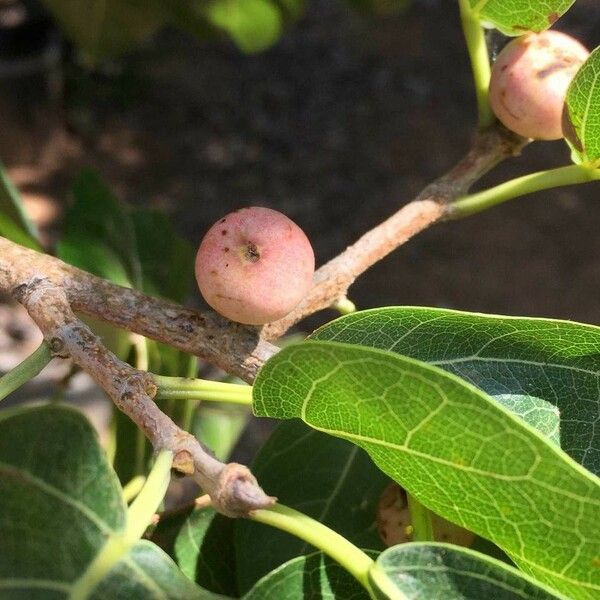 Ficus ingens Fruit