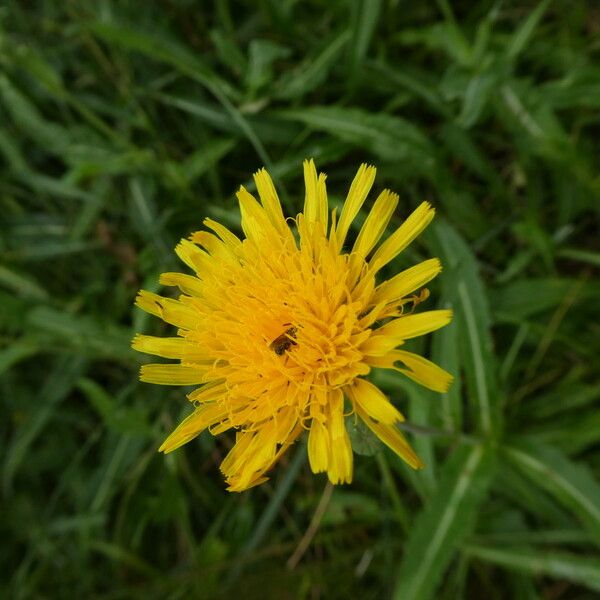 Sonchus maritimus Blodyn