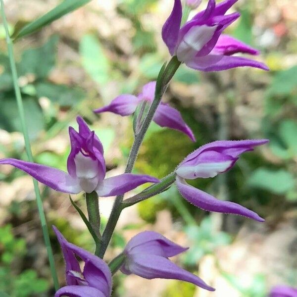 Cephalanthera rubra Fleur