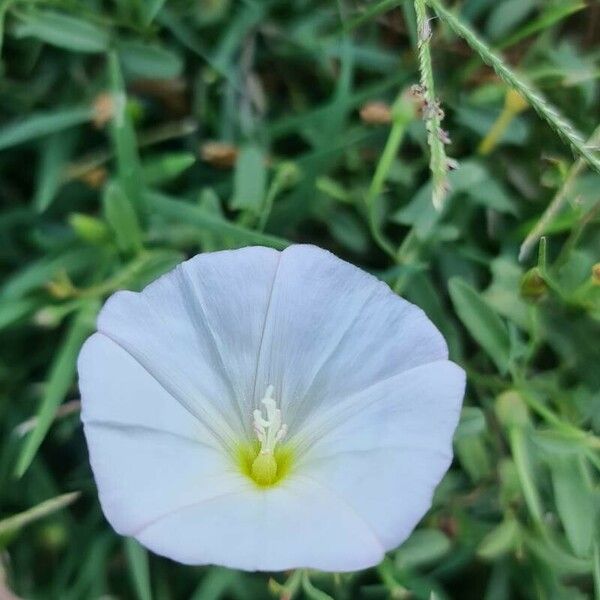 Convolvulus arvensis Flor