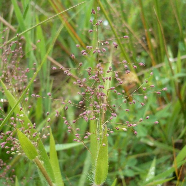 Dichanthelium acuminatum Other