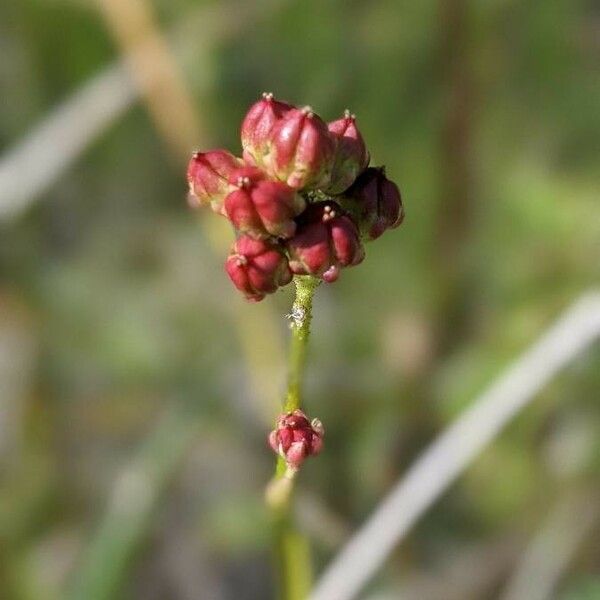 Triantha glutinosa Fleur