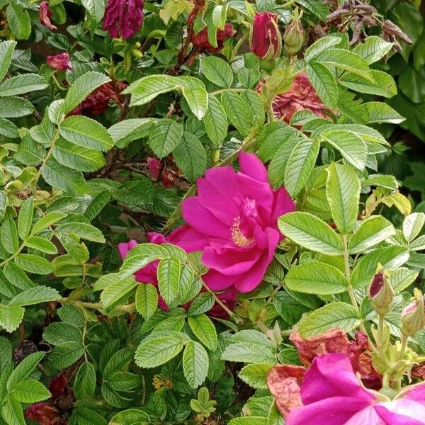 Rosa rugosa Leaf