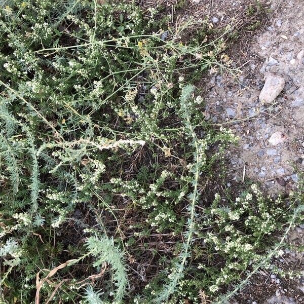 Galium humifusum موطن