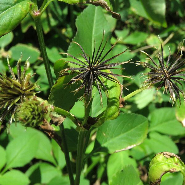 Bidens alba 果