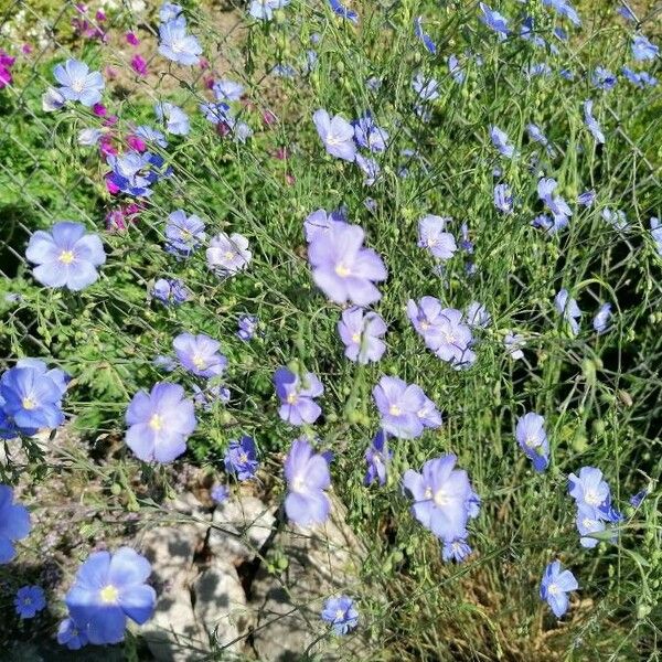 Linum perenne പുഷ്പം